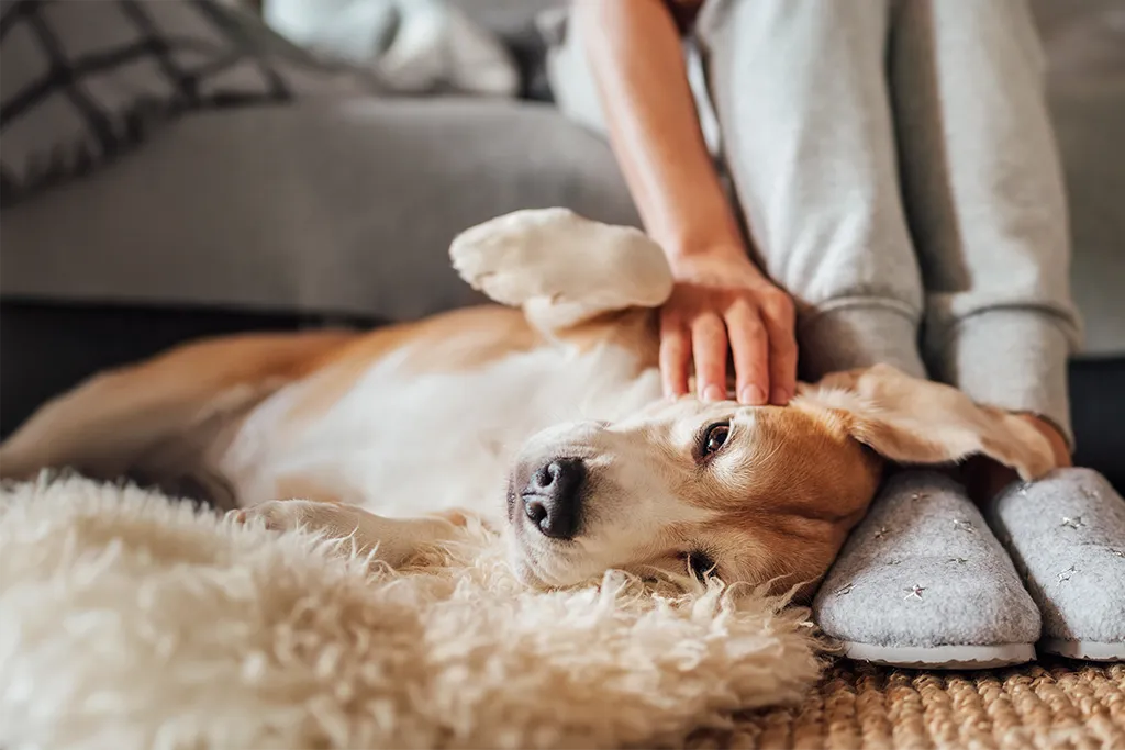 Błonnik pokarmowy w diecie psa