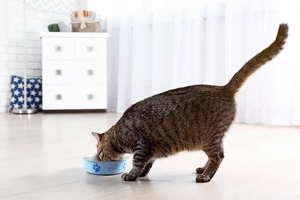 Funkcje tauryny w diecie kota