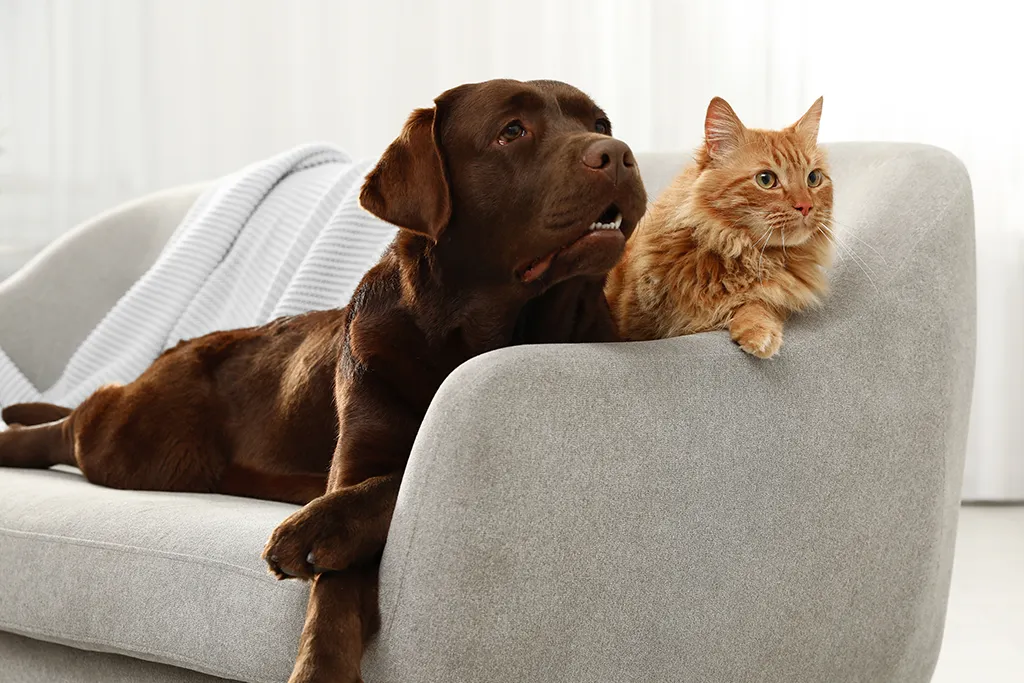 Jak dbać o stawy zwierząt domowych?