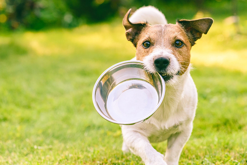 Jakie suplementy dla psa?