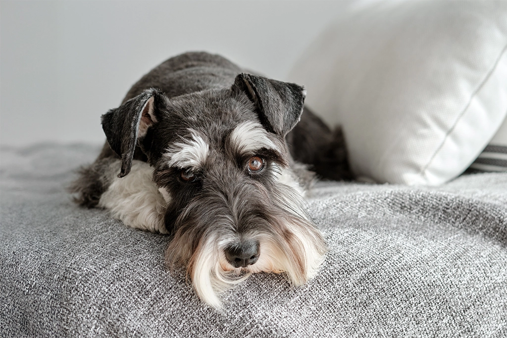 Po czym poznać, że psu brakuje witaminy B12?