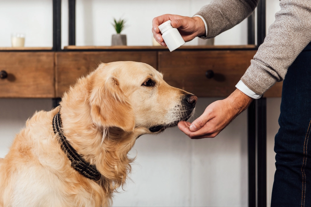 Czy psa można suplementować ludzkimi witaminami?