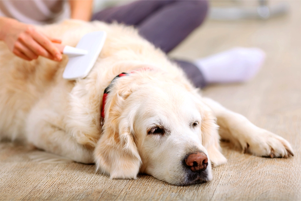 Jak dbać o psią sierść?