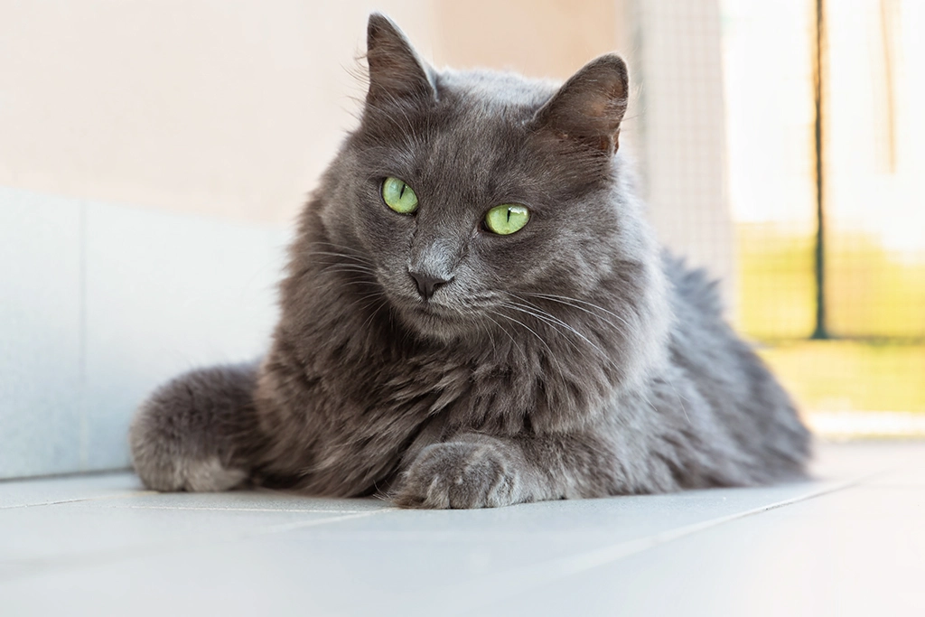 Jakie witaminy pozytywnie wpływają na sierść kota