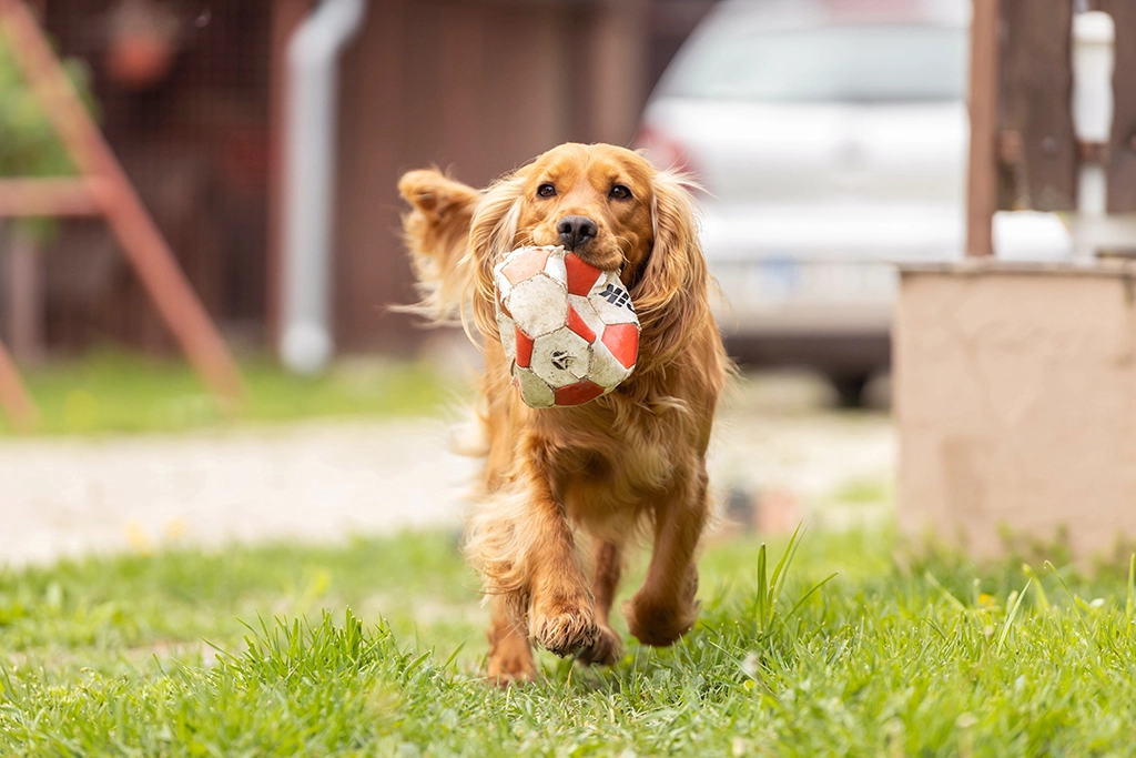 Witamina B – kiedy suplementować ją psu?