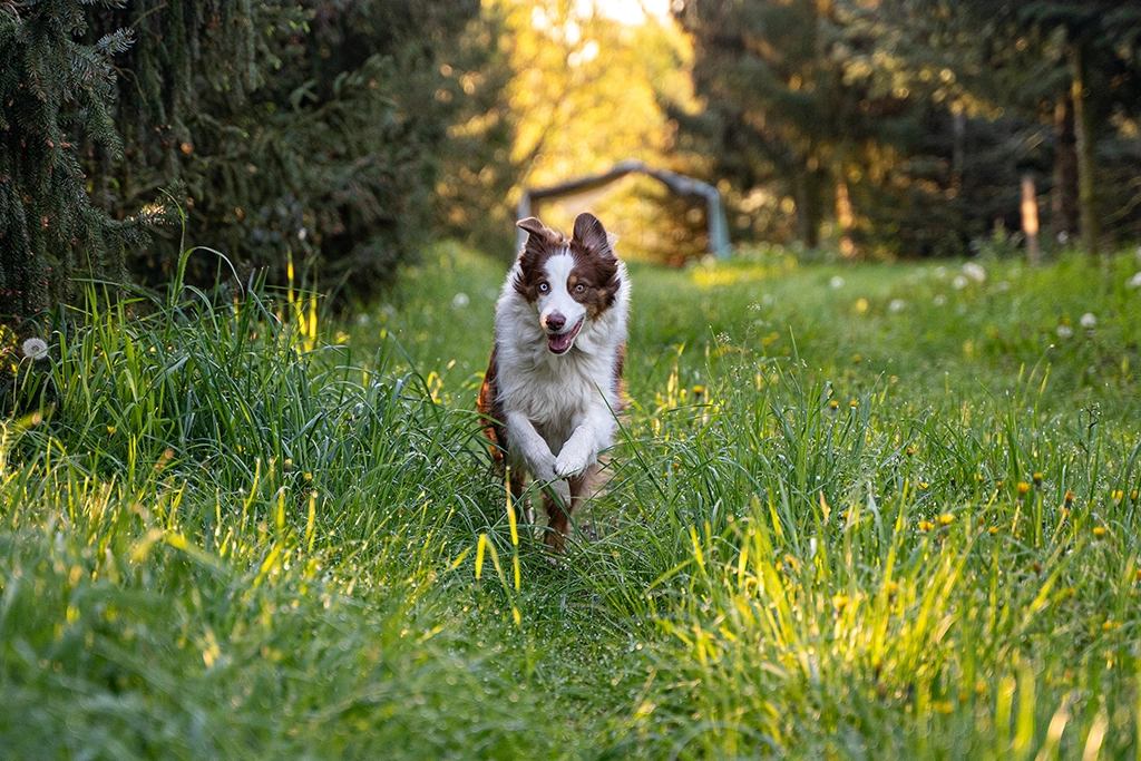 Jakie są najważniejsze witaminy dla psa?