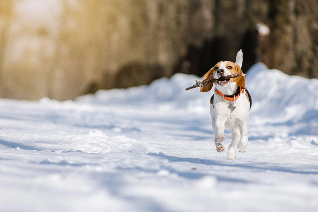 Czy brak witaminy D u psa można suplementować?