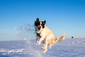 Witamina A – czemu jest ważna dla zwierząt?