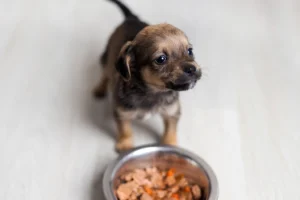 Suplementacja witamin dla szczeniaka – co warto o niej wiedzieć?