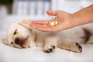 Witaminy dla suki karmiącej – jakie są najważniejsze?