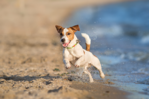 Zasady suplementacji witaminy C dla psa